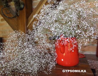 SUŠENÉ KVETY NA ĎALŠIU TVORBU - 10