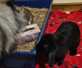 Ročný zajačik - 10