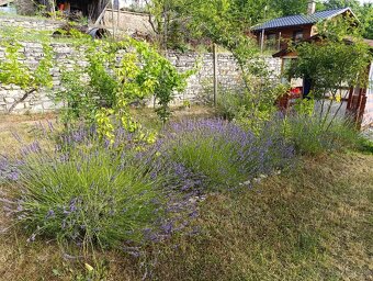 Predaj záhrady v Holíči - Pod Zadnou horou - 10