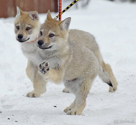 šteniatka československy vlčiak - 10