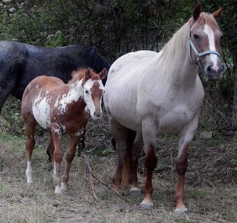 AMERICAN PAINT HORSE - 10