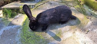 NOS- Nemecký Obrovitý Strakáč - 10