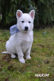 Biely švajčiarsky ovčiak , s PP - 10