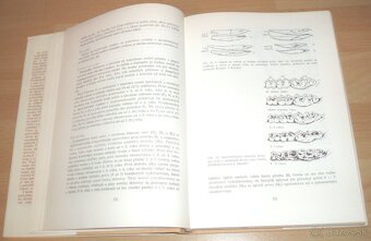 Diviačia zver - 10