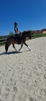 Predám 10 ročnú welsh cob kobylu - 10
