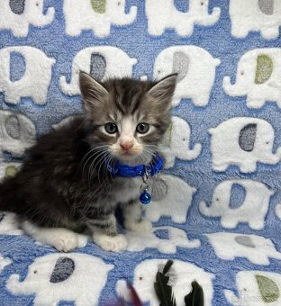 Mainská mývalia Maine coon - 10