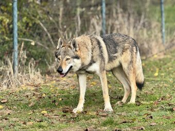 československý vlčiak s PP (FCI) - 10