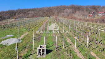 Vinica 608 m² s viničnou chatkou v obci Jelenec, okres Nitra - 10