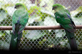 Papagáj královský - 10