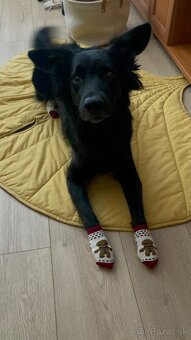 Border kolia mix Alan (3,5 r.) hľadá aktívny, láskyplný domo - 10