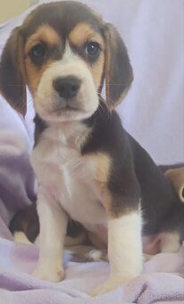 Beagle, bigel, bigl bez PP - 10