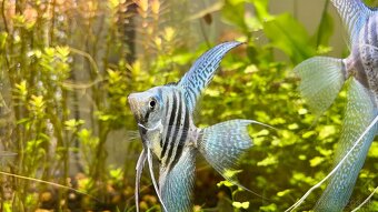 Akvarium 112l - 10