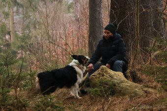 Australský ovčák -štěňátka s PP - 10