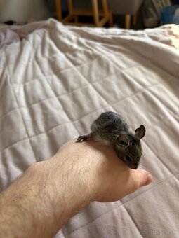 Predám mláďatá osmaka degu🐾 - 10