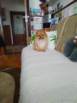Pomeranian - 10