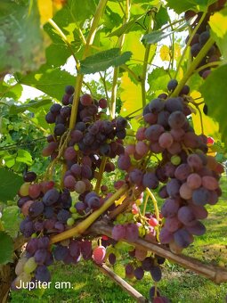 Sadenice vinica - 10