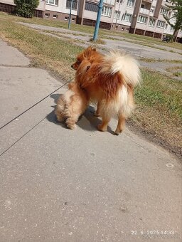 Nemecký špic malý/ pomerian - 10