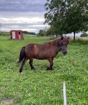 Prodám poníky - 10