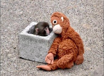 PUNCH original opička plyšová hračka - 10