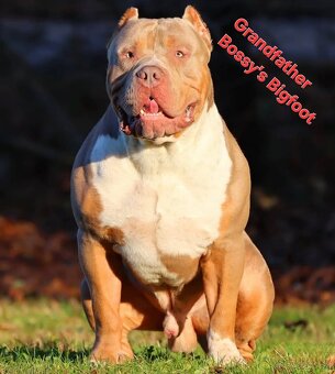 American Bully XL XXL - 10