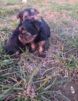 Yorkshirsky terier - 10