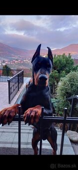 Doberman šteniatka - 10