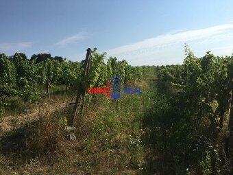Obrábaný vinohrad Svätý Jur, smerom na Bratislavu, lokalita - 10