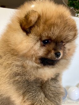 Pomeranian s PP FCI - 10