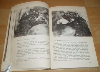 Bažanti a ostatní hrabaví - 10