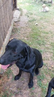 Šteniatka čistokrvného labradora - 10
