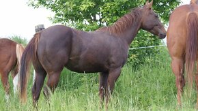 Kobyly Quarter Horse - 10