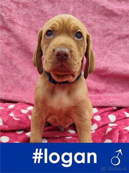 Maďarská vyžla bez PP - 10