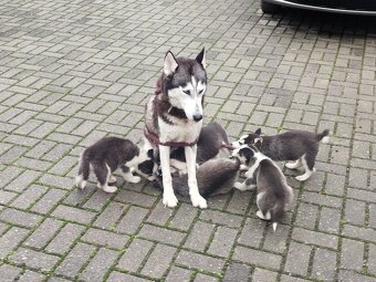 SIBÍRSKY HUSKY - 10