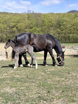 Norik Muránsky - 10