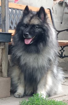 Německý špic vlčí / keeshond prodám štěňata s PP - 10