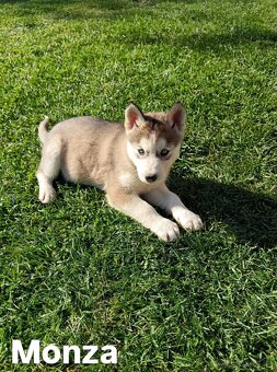 Sibirsky husky - 10