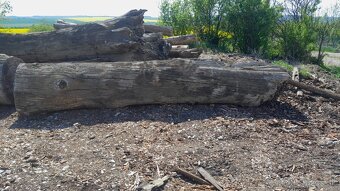 Subfosílny dub - cca 3000 rokov starý - 10