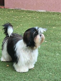 Predám šteniatka Shi tzu - 10