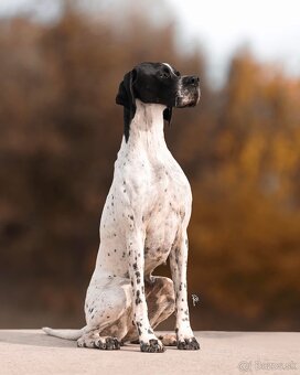 Anglický pointer, english pointer, stavač - 10