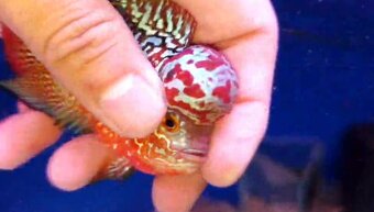 Flowerhorn kamfa shortbody - 10