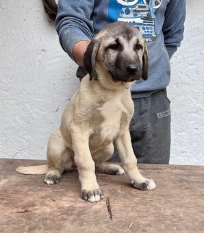 KANGAL - štěňata již K ODBĚRU, iba sučky - 10