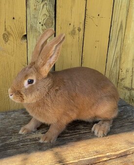 Burgundské králiky, viedenská modra - 10