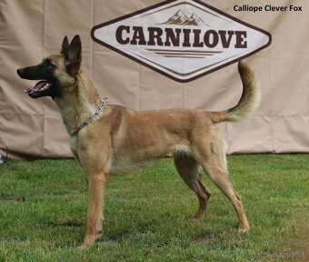 Belgický ovčiak malinois - 10