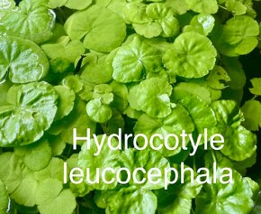 Plavajuce akvariove a jazierkove rastliny - 10