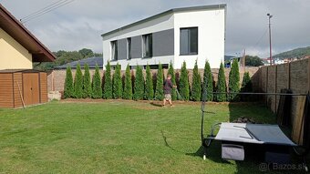 Tuja Smaragd, vavrínovec, červienka, gaštan - Rožňava - 10