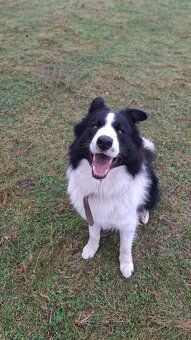 AKTUALNE Darujem border koliu - 10