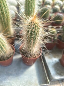 Kaktusy a sukulenty - 10