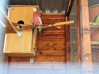 Kakadu Ružový Možná Výmena - 10