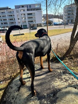 Doberman na krytie - 10