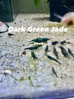 Krevetky neocaridina a Endlerky - 10